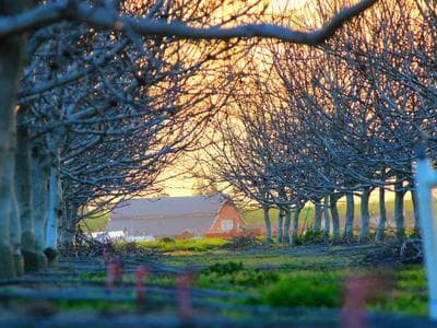 Chả Hoa Năm Thụy
